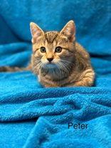 Peter