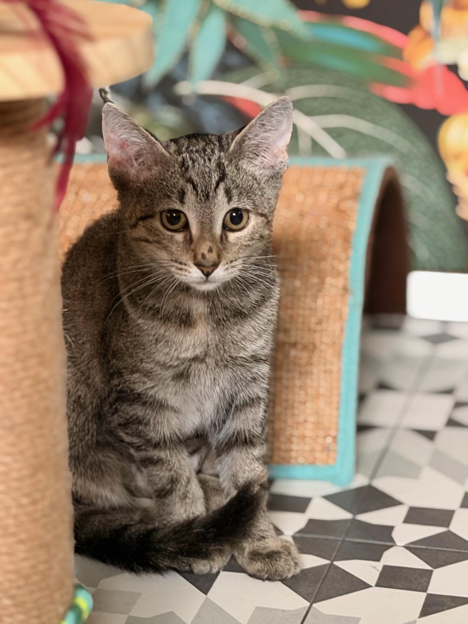 Enlarge Mary Kate and Ashley, a Adoptable Tabby in Berwyn, PA image 2/4