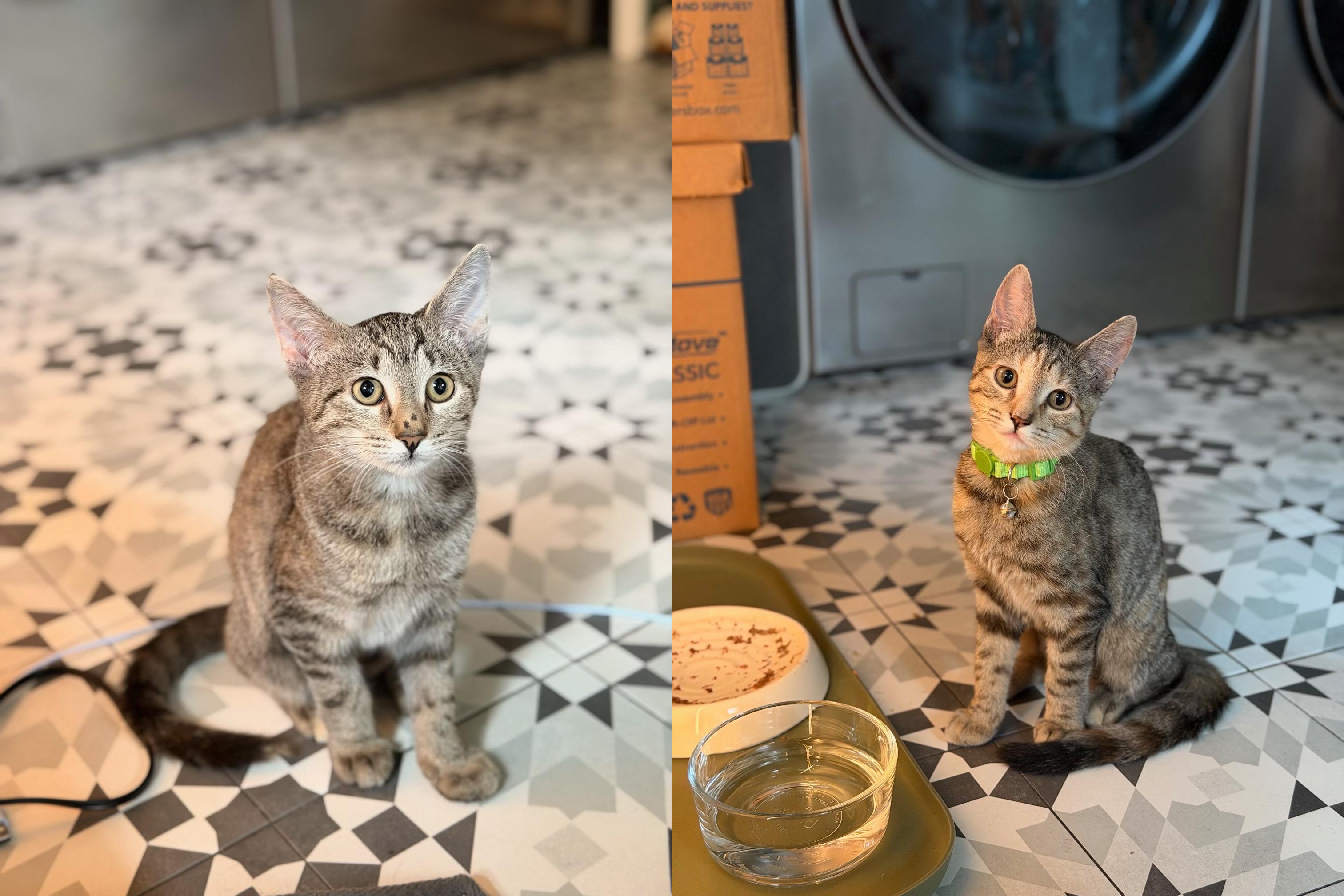 Enlarge Mary Kate and Ashley, a Adoptable Tabby in Berwyn, PA image 1/4