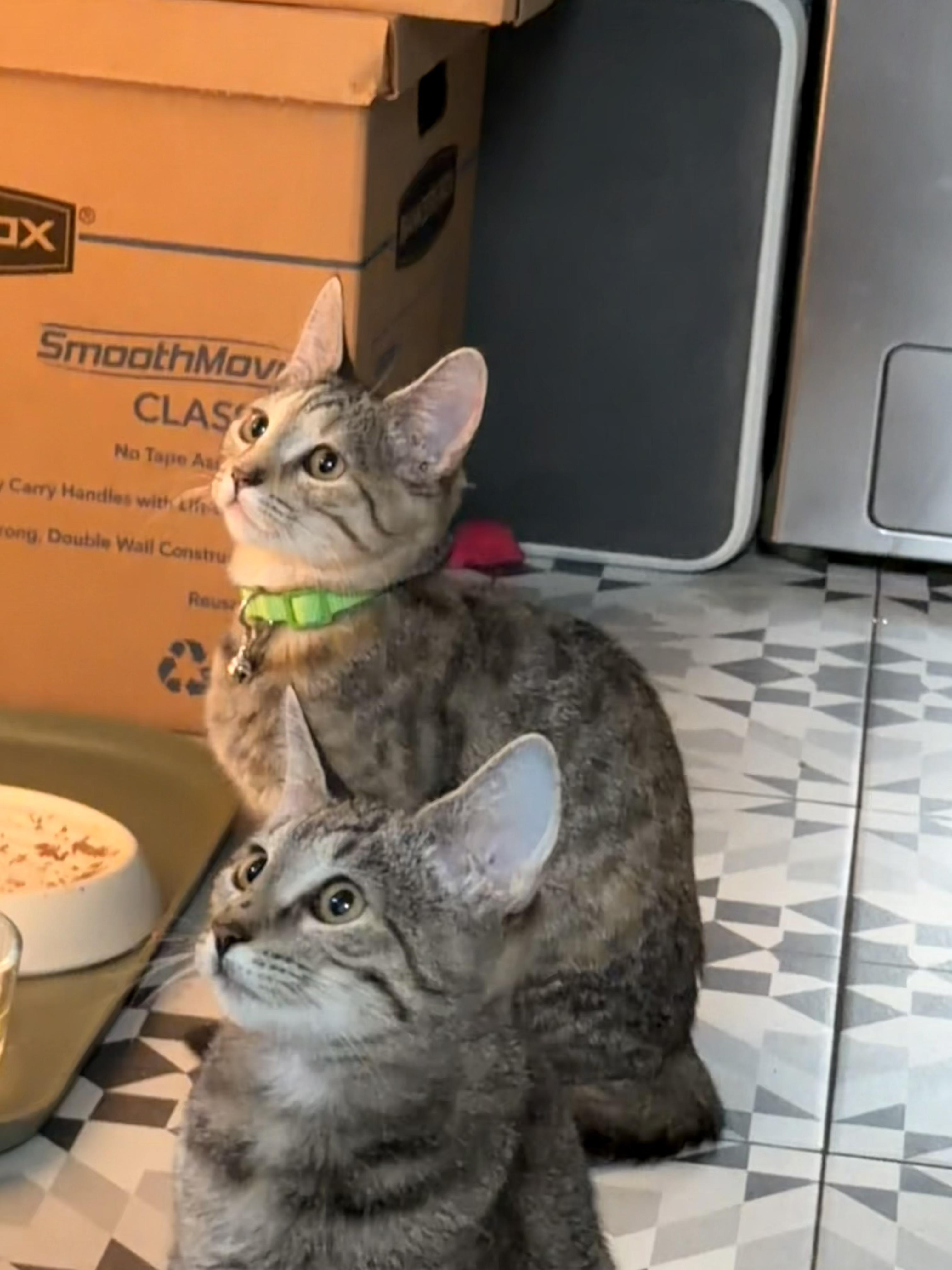 Enlarge Mary Kate and Ashley, a Adoptable Tabby in Berwyn, PA image 3/4