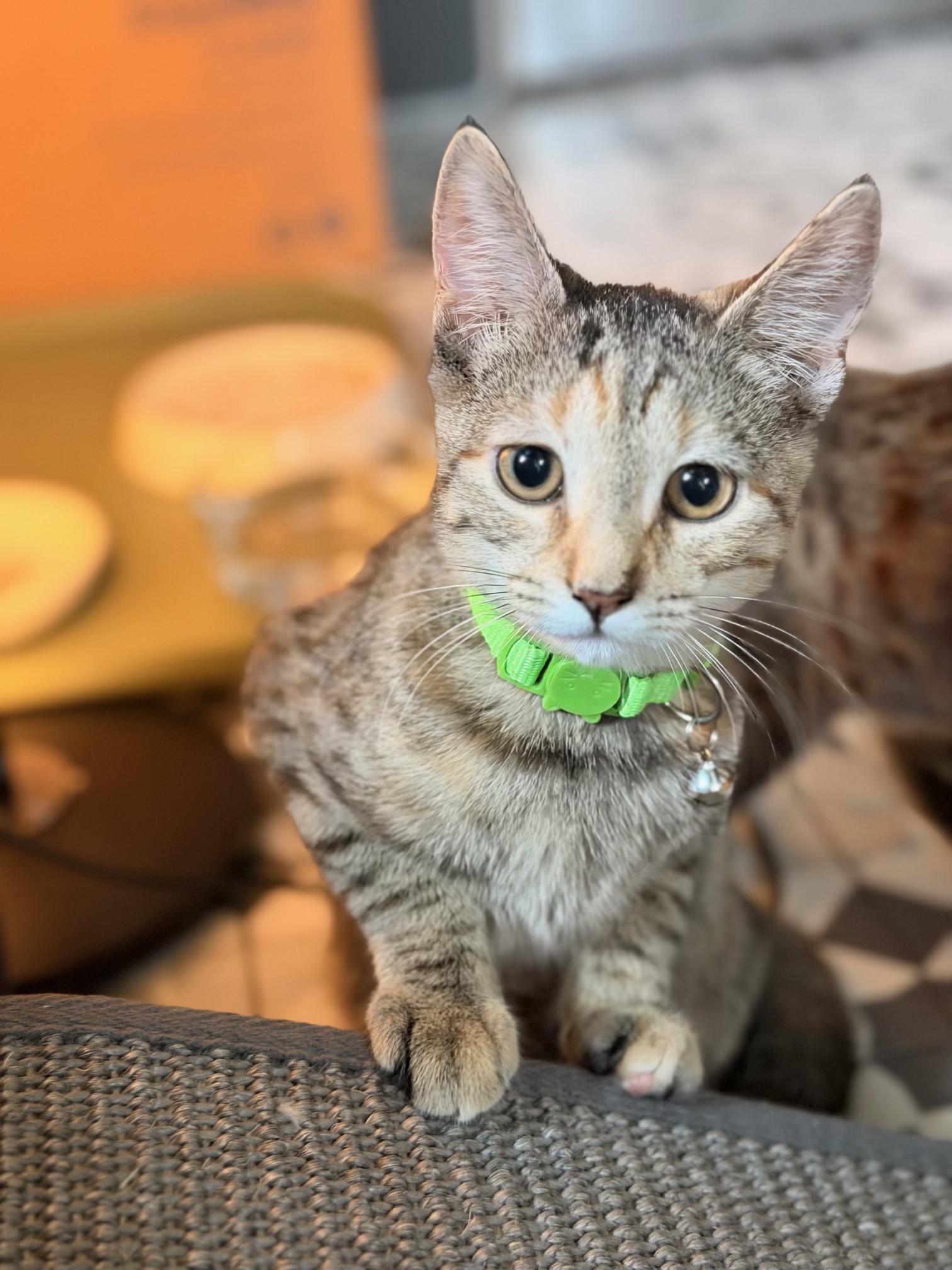 Enlarge Mary Kate and Ashley, a Adoptable Tabby in Berwyn, PA image 4/4