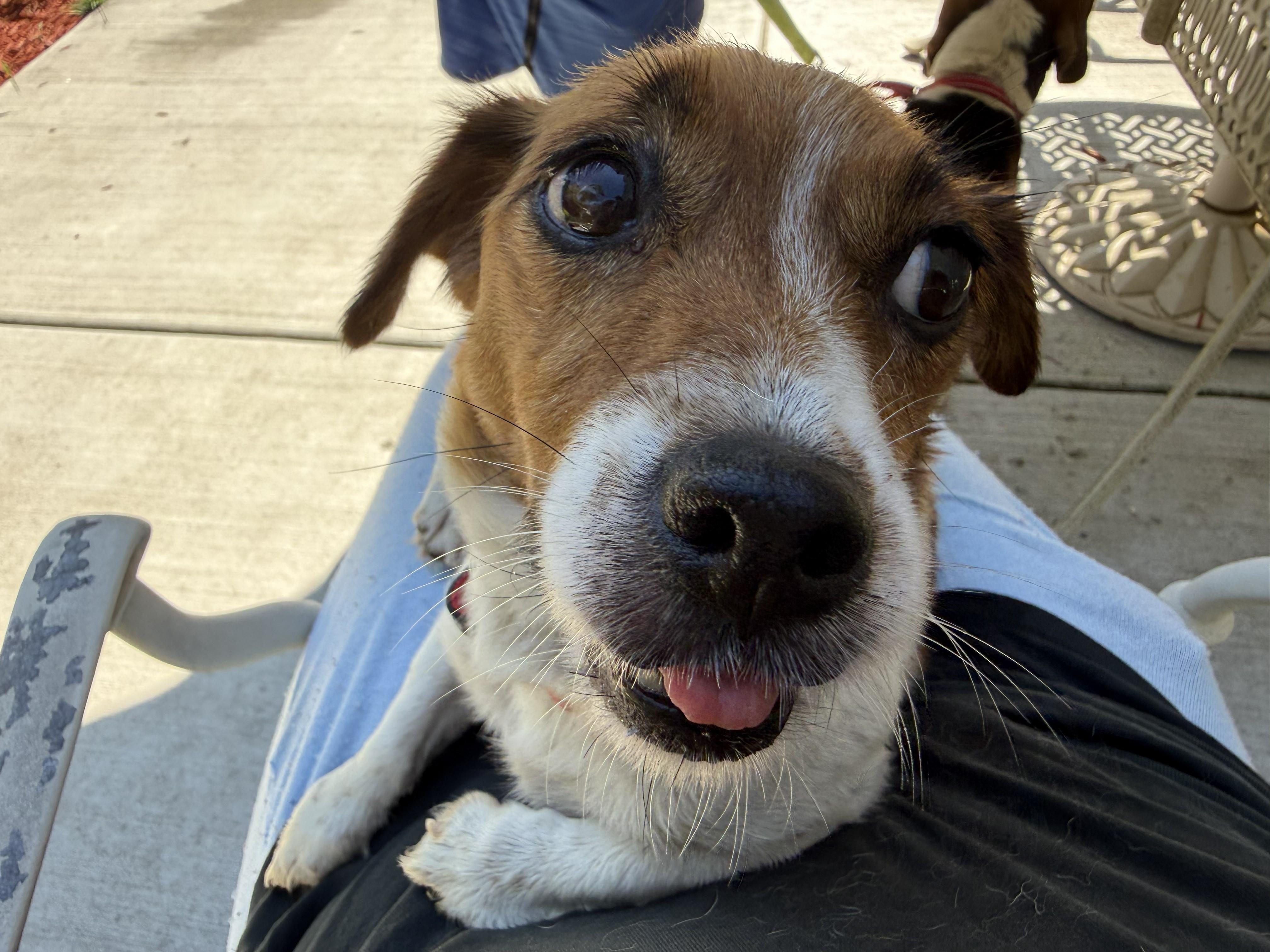 Kali, an adopted mixed breed in Bartlett, IL image 2/5