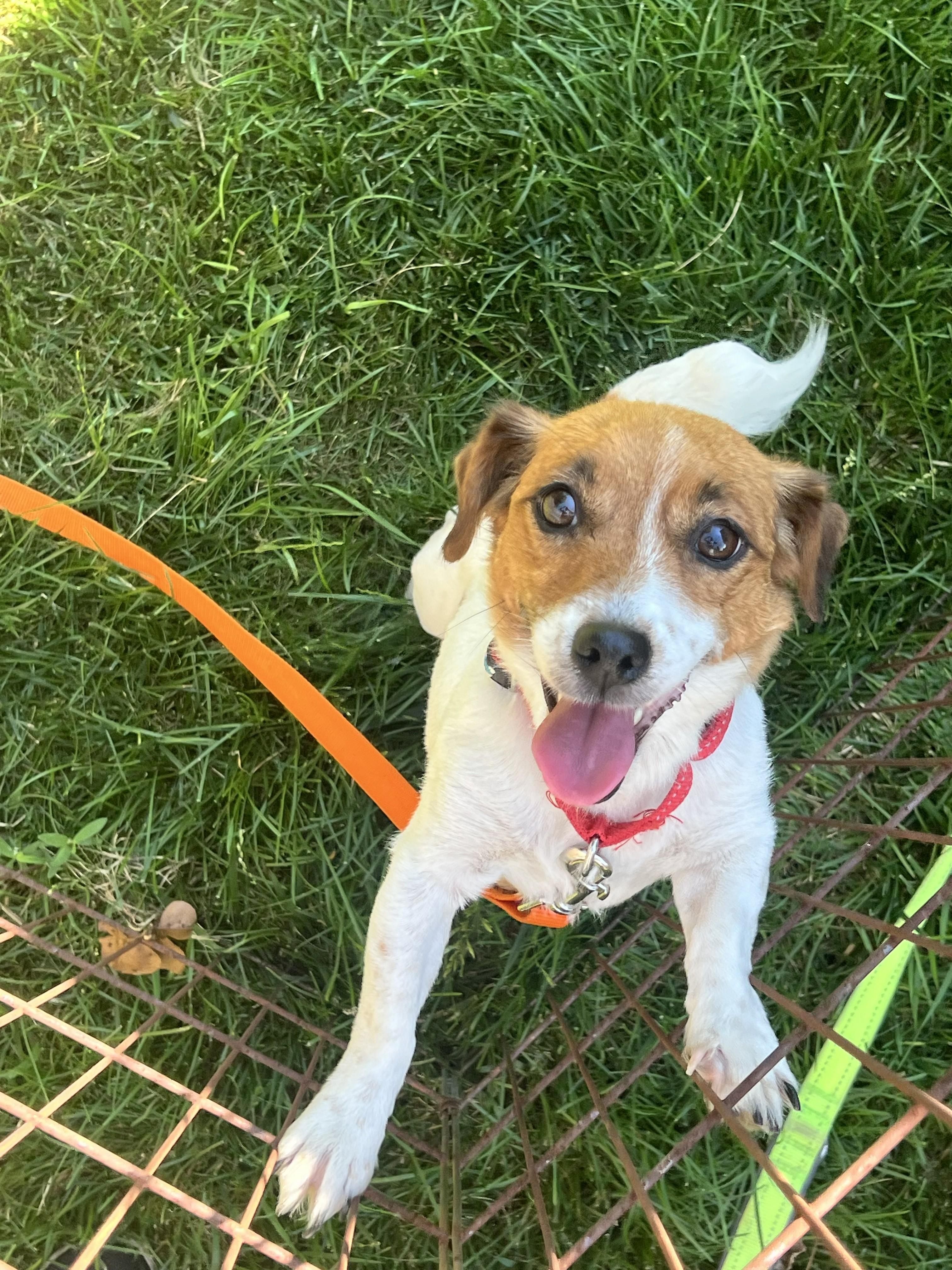 Kali, an adopted mixed breed in Bartlett, IL image 5/5