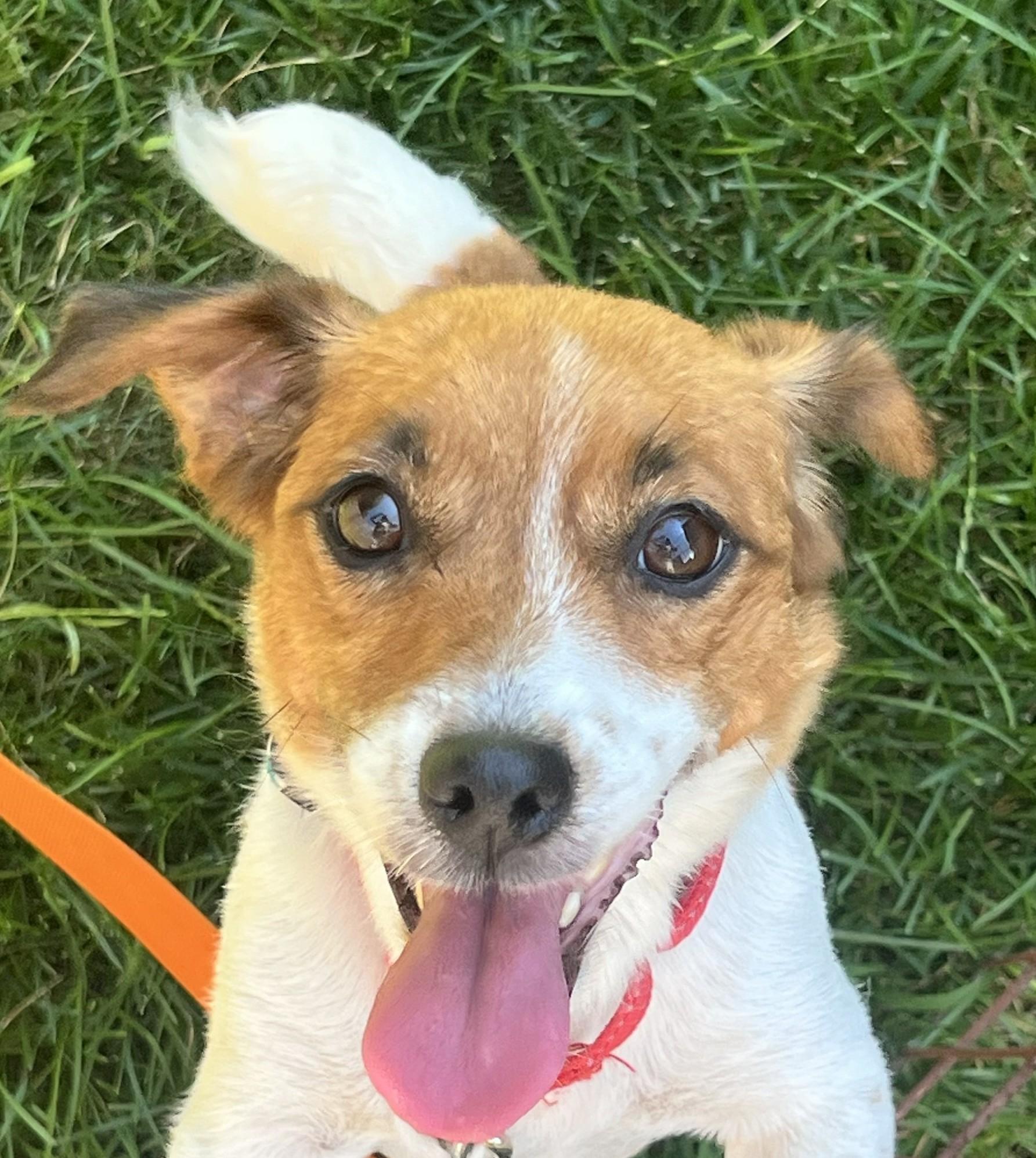Kali, adopted, Young Female Jack Russell Terrier.