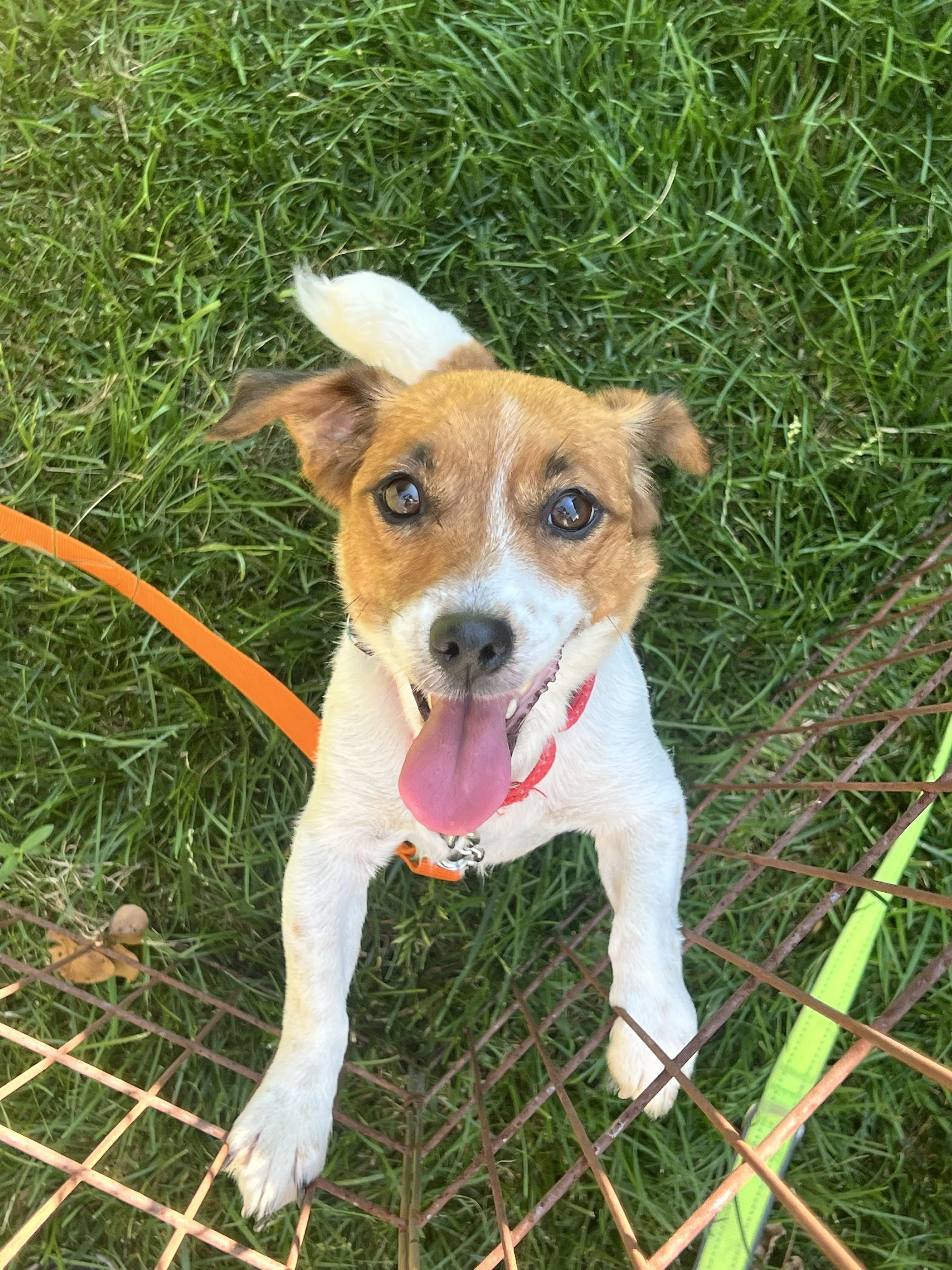 Kali, an adopted mixed breed in Bartlett, IL image 3/5