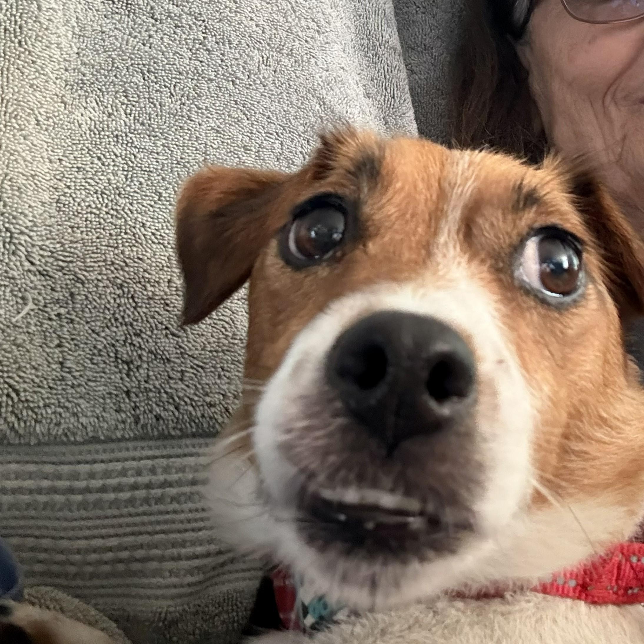 Kali, an adopted mixed breed in Bartlett, IL image 4/5