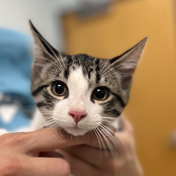 Max, Adoptable, Kitten Male Domestic Short Hair.