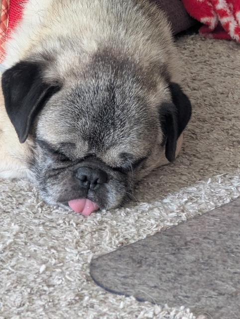 Enlarge Pratt, a ADOPTABLE Pug in Fort Calhoun, NE image 3/5