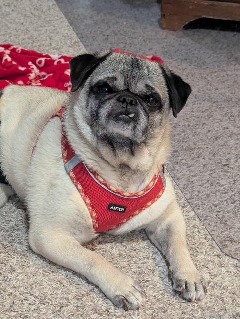 Enlarge Pratt, a ADOPTABLE Pug in Fort Calhoun, NE image 2/5