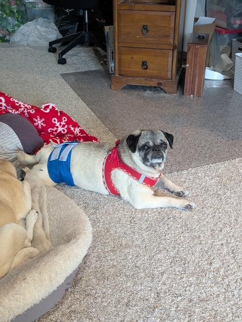 Enlarge Pratt, a ADOPTABLE Pug in Fort Calhoun, NE image 4/5
