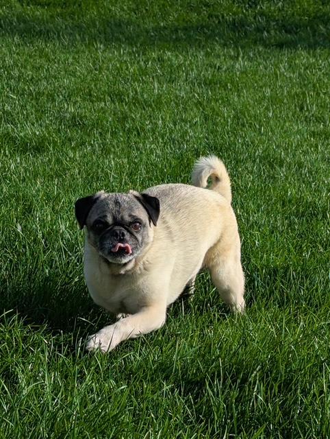 Enlarge Pratt, a ADOPTABLE Pug in Fort Calhoun, NE image 1/5