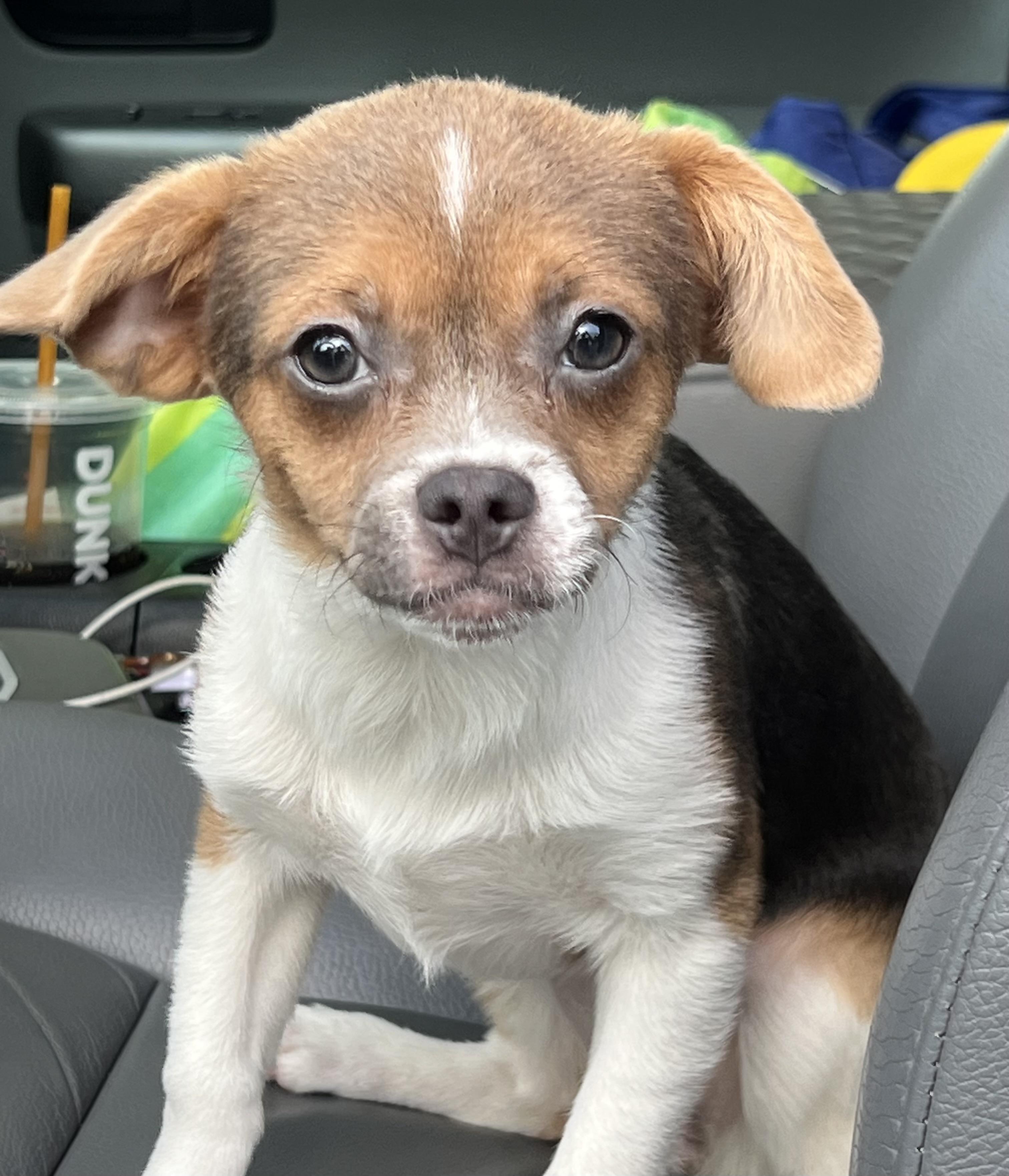 Enlarge Shirley, a Adopted mixed breed in Mt Pleasant, SC image 3/6