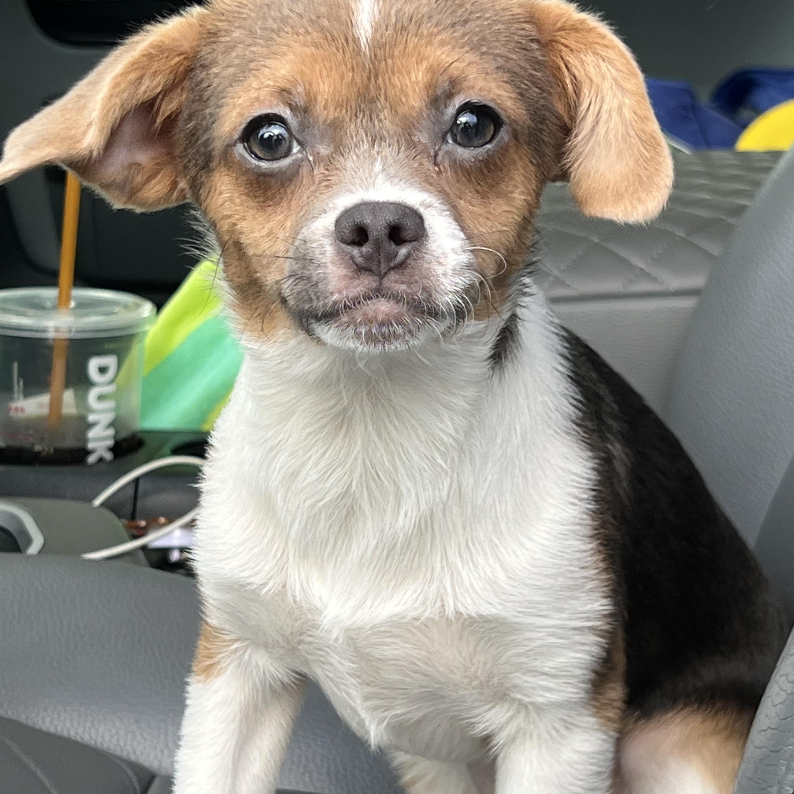 Shirley, Adopted, Young Female Mixed Breed.