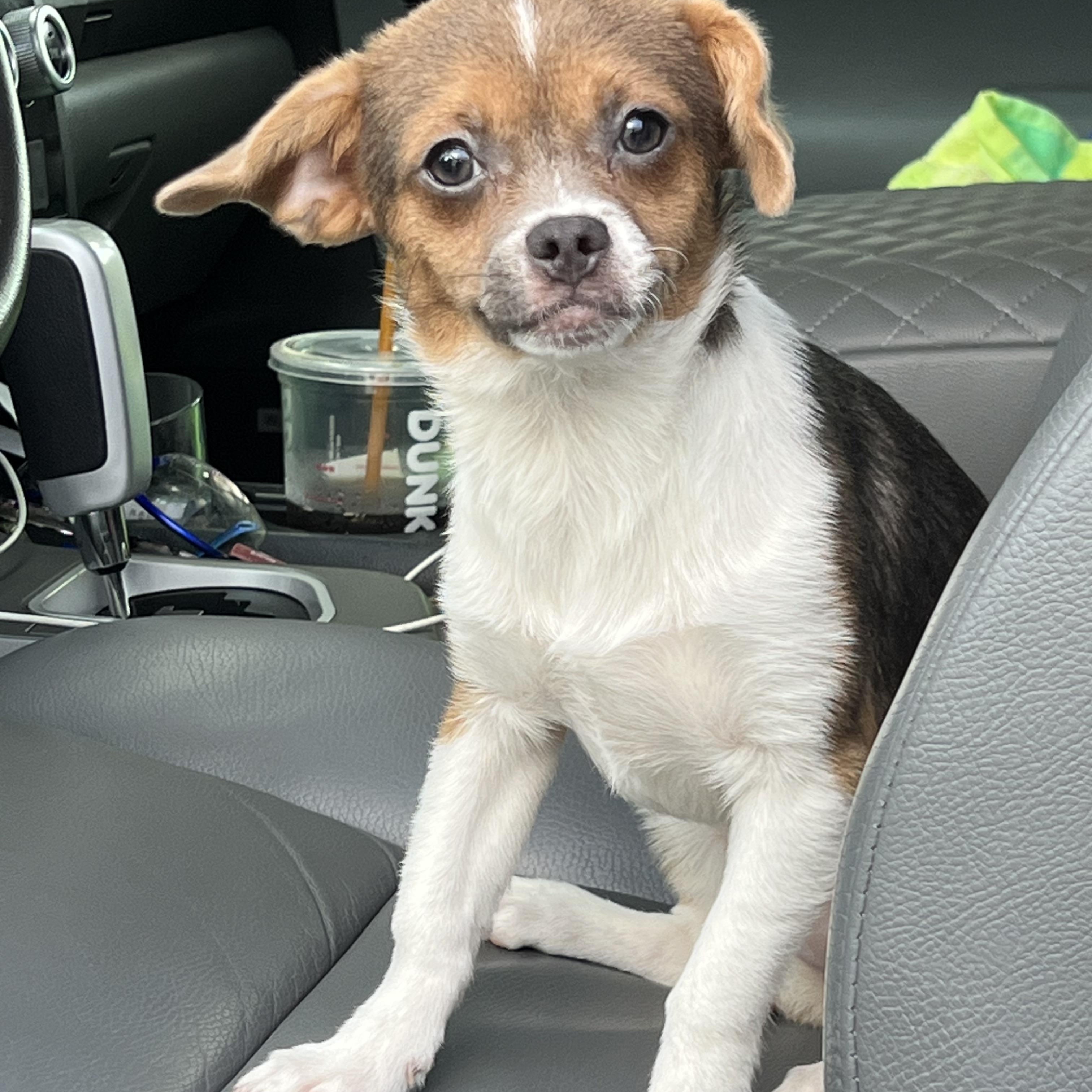 Enlarge Shirley, a Adopted mixed breed in Mt Pleasant, SC image 5/6