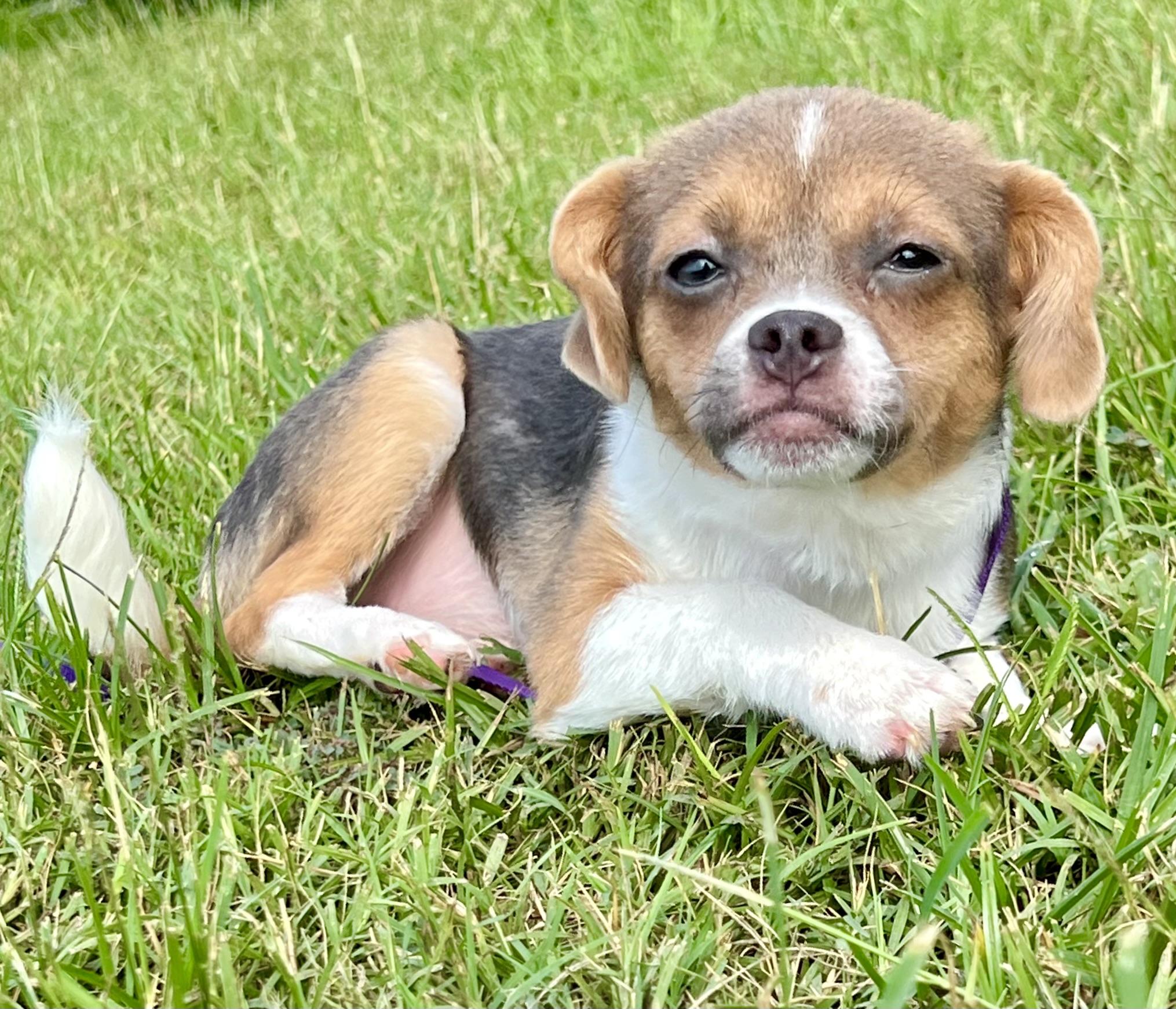 Enlarge Shirley, a Adopted mixed breed in Mt Pleasant, SC image 2/6