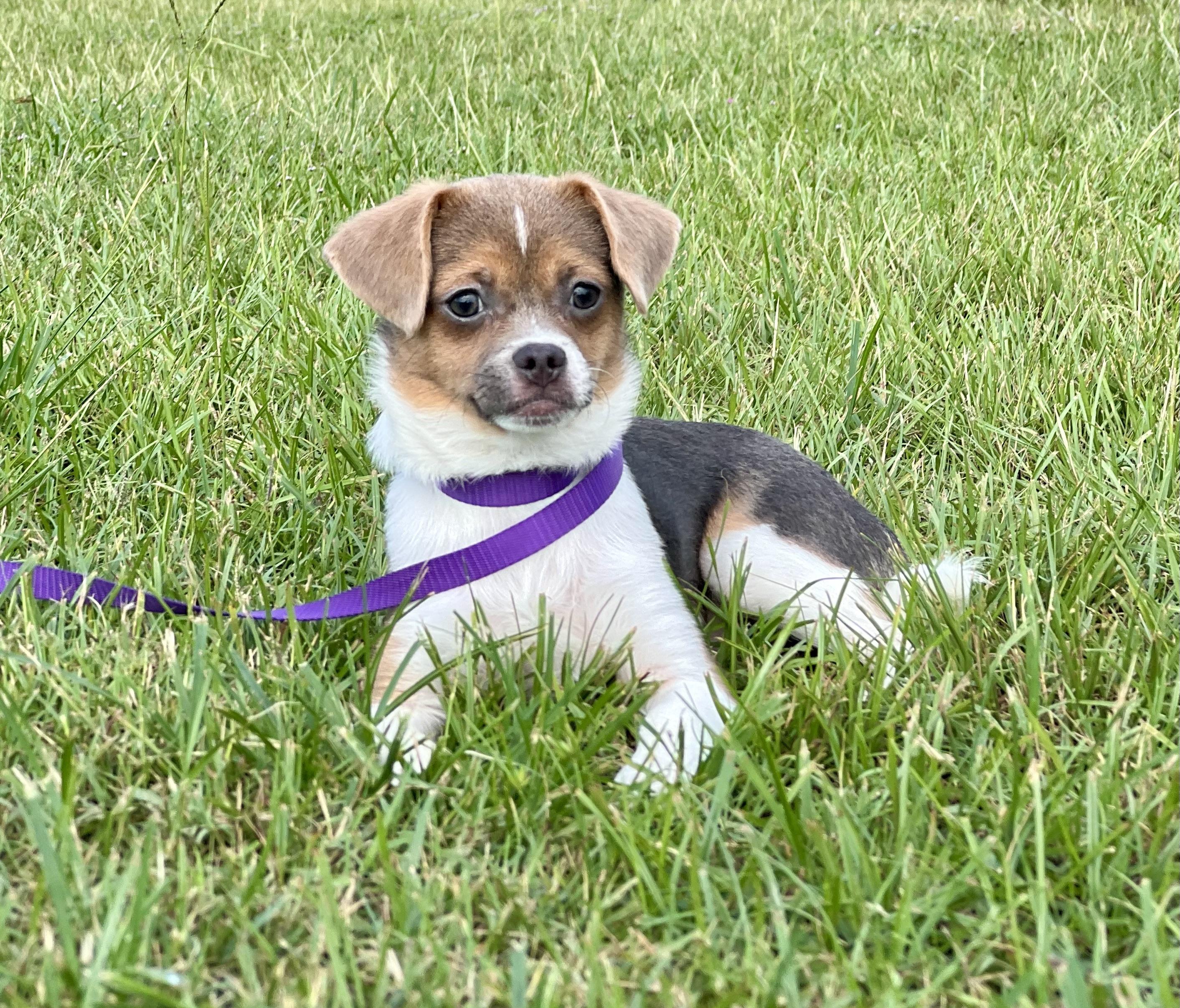 Enlarge Shirley, a Adopted mixed breed in Mt Pleasant, SC image 4/6