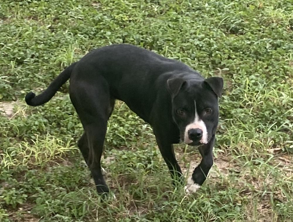 Enlarge Emma, a Adoptable mixed breed in New Braunfels, TX image 1/3