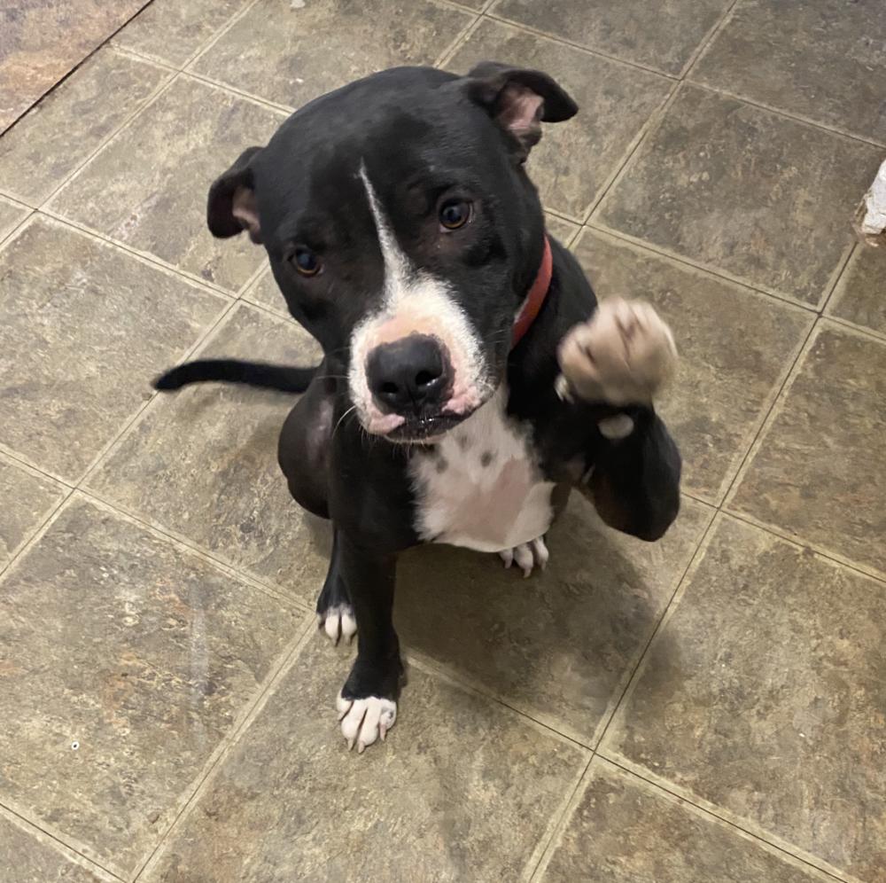 Enlarge Emma, a Adoptable mixed breed in New Braunfels, TX image 2/3