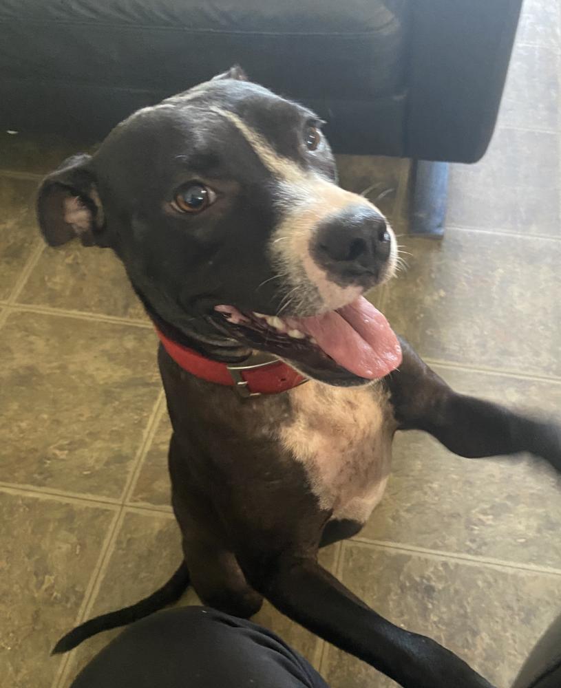 Enlarge Emma, a Adoptable mixed breed in New Braunfels, TX image 3/3