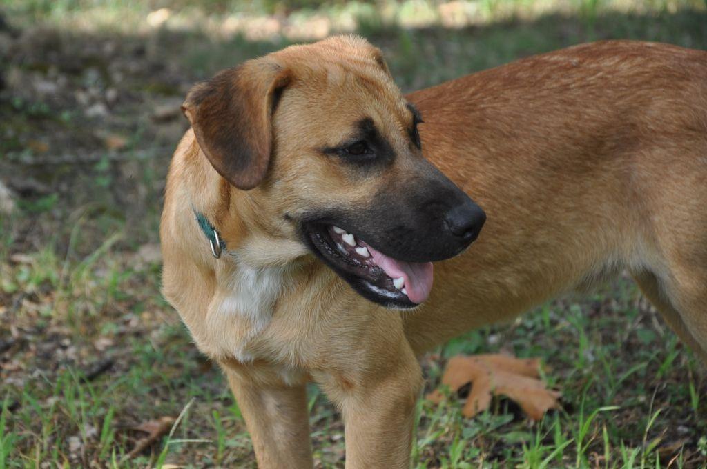 Willy Wonka, a Adoptable mixed breed in Crocker, MO image 1/5