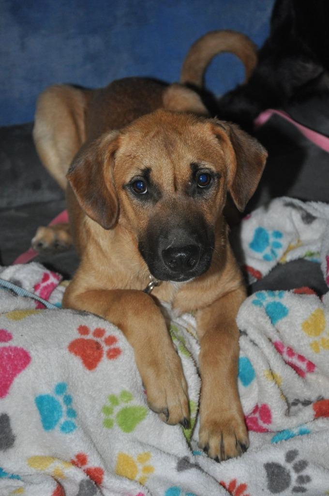 Willy Wonka, a Adoptable mixed breed in Crocker, MO image 2/5