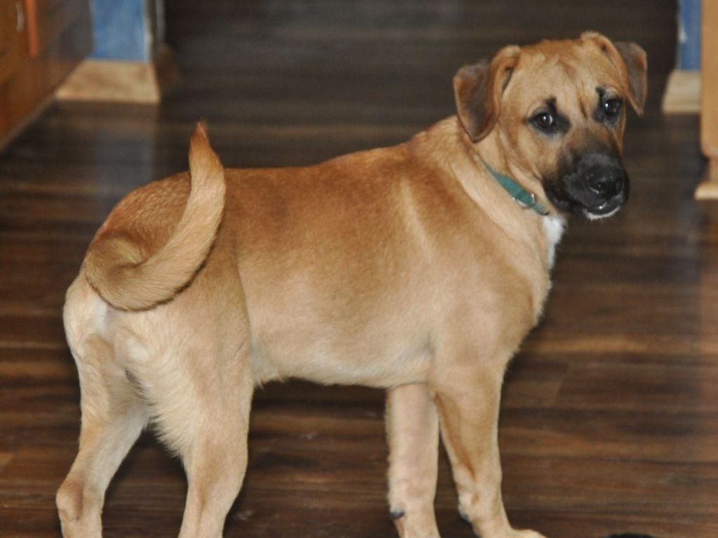 Willy Wonka, a Adoptable mixed breed in Crocker, MO image 3/5