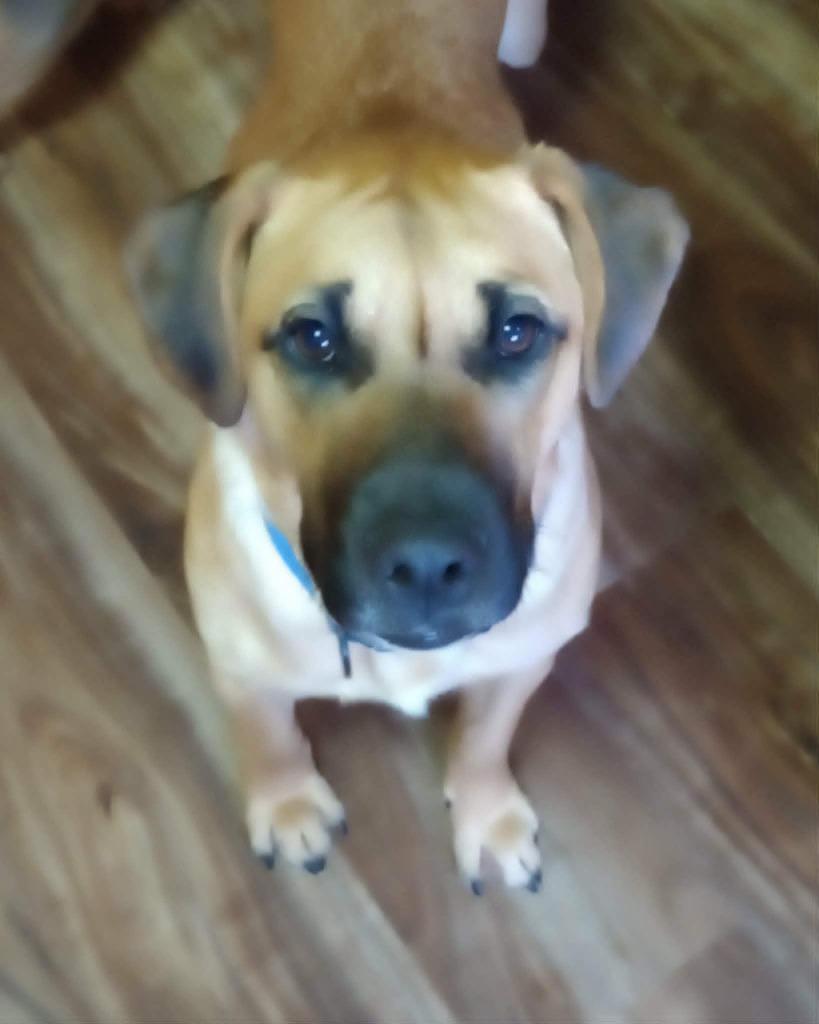 Willy Wonka, Adoptable, Young Male Shepherd & Labrador Retriever.