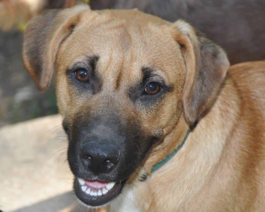 Willy Wonka, a Adoptable mixed breed in Crocker, MO image 5/5