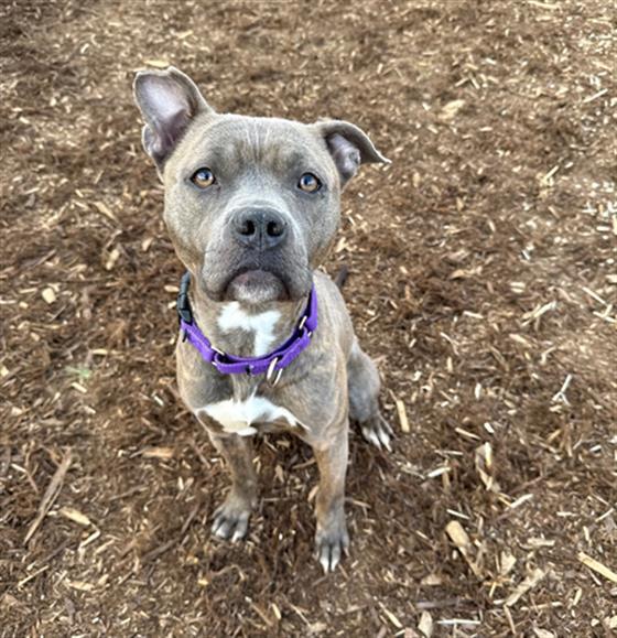 Enlarge NOVA, a Adoptable Pit Bull Terrier in Denver, CO image 1/1