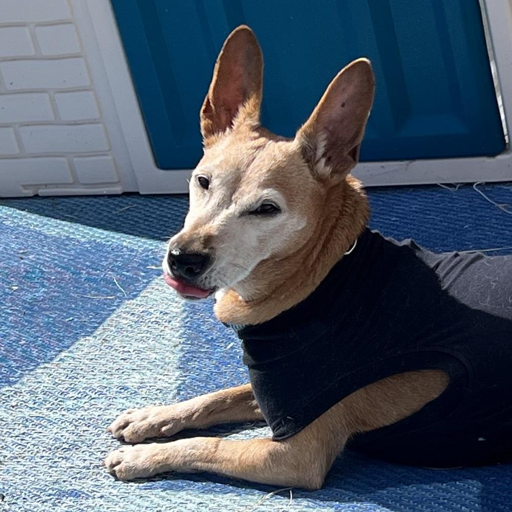 Lucie, a Adoptable mixed breed in Milton, ON image 1/5