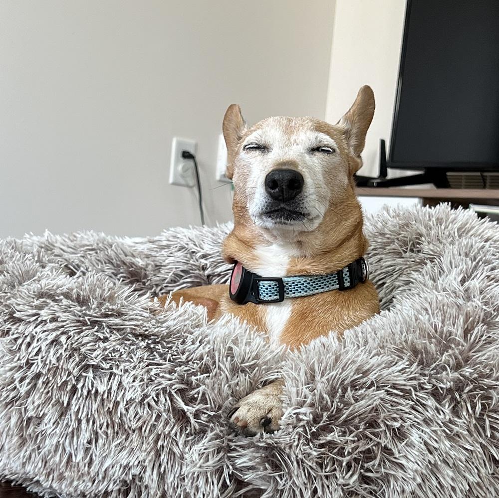 Lucie, a Adoptable mixed breed in Milton, ON image 2/5