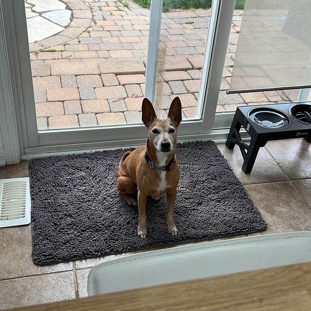 Lucie, a Adoptable mixed breed in Milton, ON image 3/5