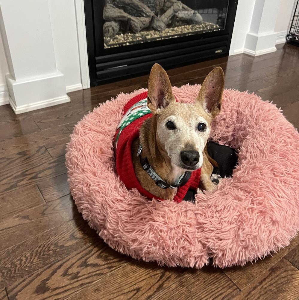 Lucie, a Adoptable mixed breed in Milton, ON image 4/5