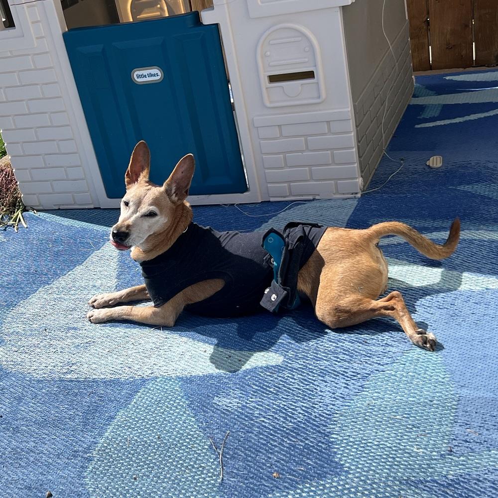 Lucie, Adoptable, Senior Female Chihuahua & Terrier.