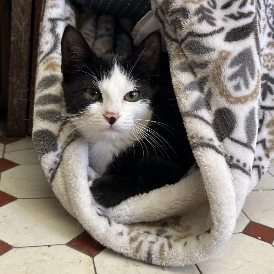 Enlarge Pie, a Adoptable Domestic Short Hair in Springdale, AR image 1/5