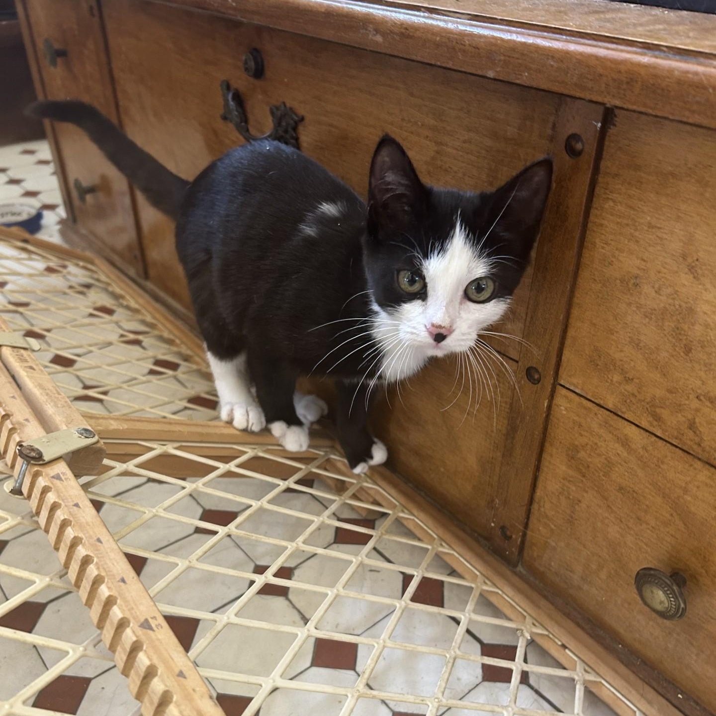 Enlarge Pie, a Adoptable Domestic Short Hair in Springdale, AR image 5/5