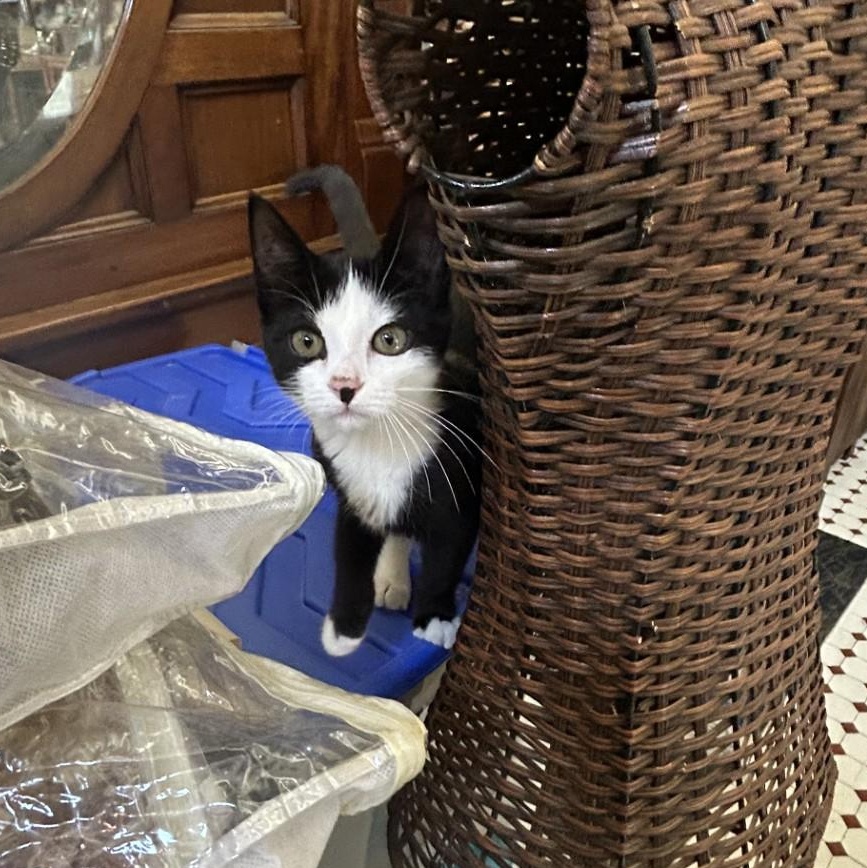 Enlarge Pie, a Adoptable Domestic Short Hair in Springdale, AR image 4/5