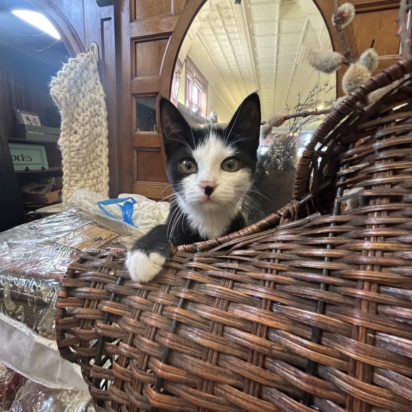 Enlarge Pie, a Adoptable Domestic Short Hair in Springdale, AR image 2/5