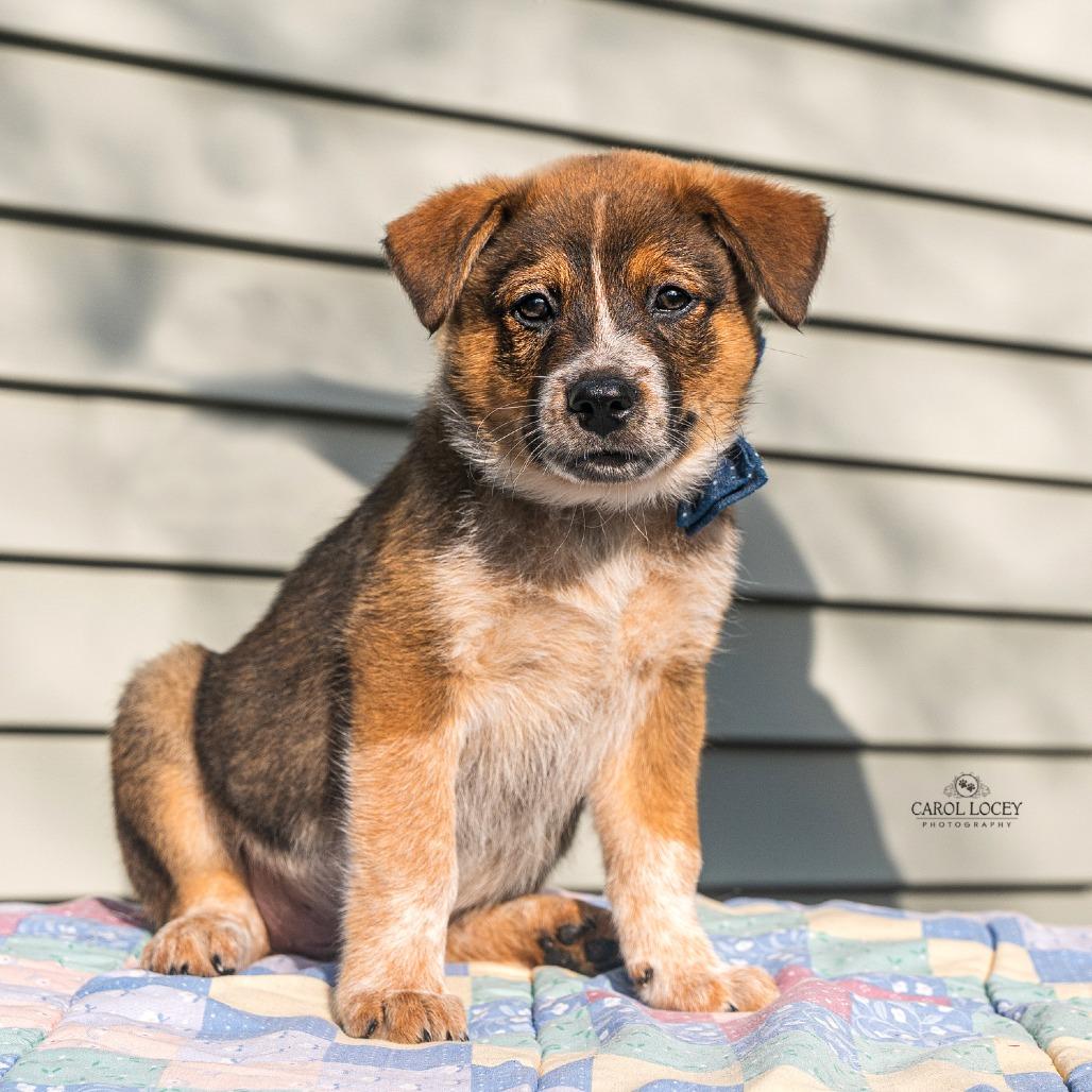 Bruno, Adoptable, Puppy Male Australian Shepherd & Mixed Breed.