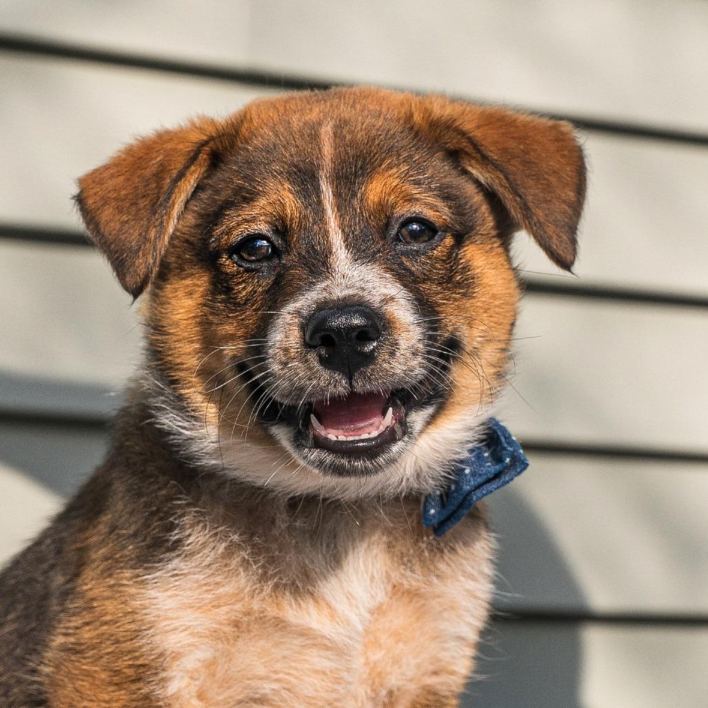 Enlarge Bruno, a Adoptable mixed breed in Cincinnati, OH image 2/4