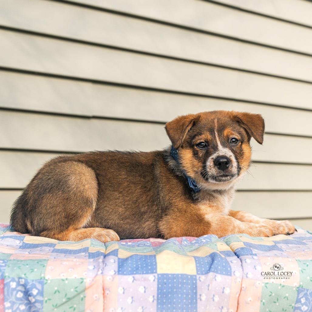 Enlarge Bruno, a Adoptable mixed breed in Cincinnati, OH image 3/4