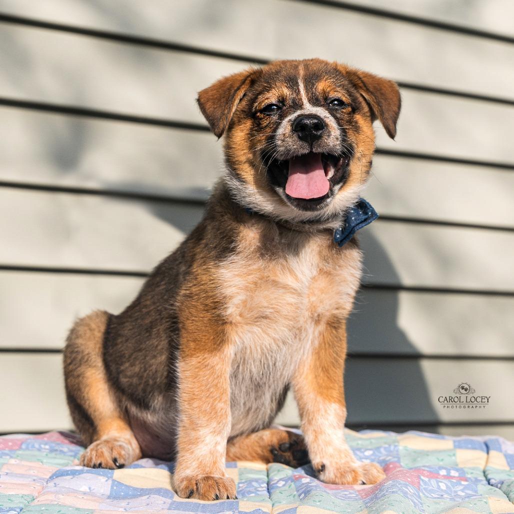 Enlarge Bruno, a Adoptable mixed breed in Cincinnati, OH image 4/4