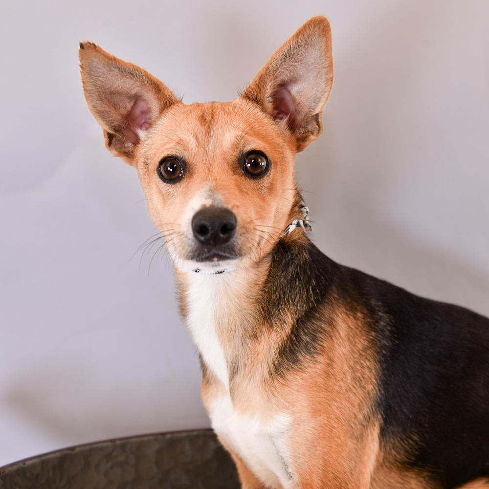 Bouncy Boys - Jax, Adopted, Adult Male Chihuahua & Jack Russell Terrier.
