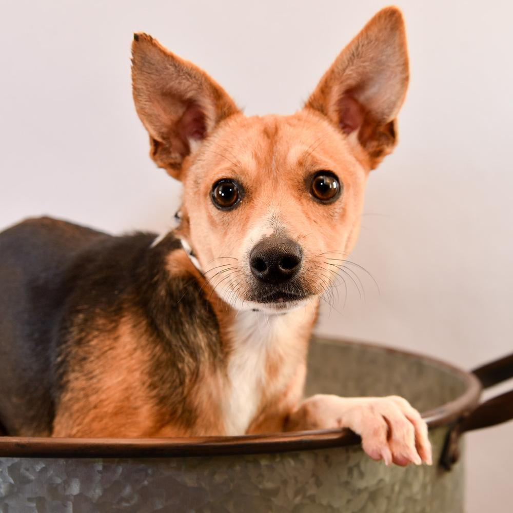 Bouncy Boys - Jax, a Adopted mixed breed in Lakewood, CO image 2/2