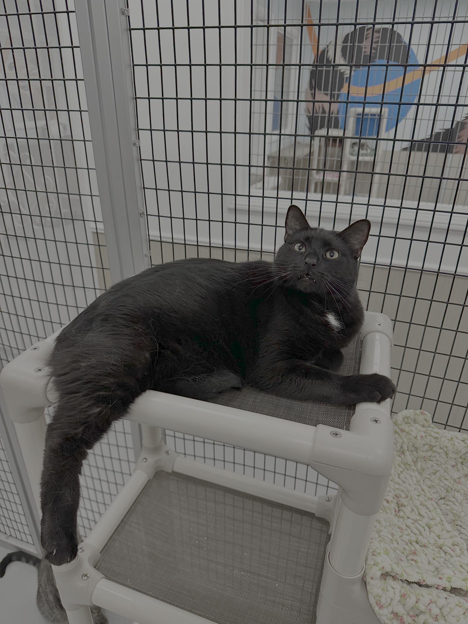 Coal & Carbon, Adoptable, Adult Male Domestic Short Hair.
