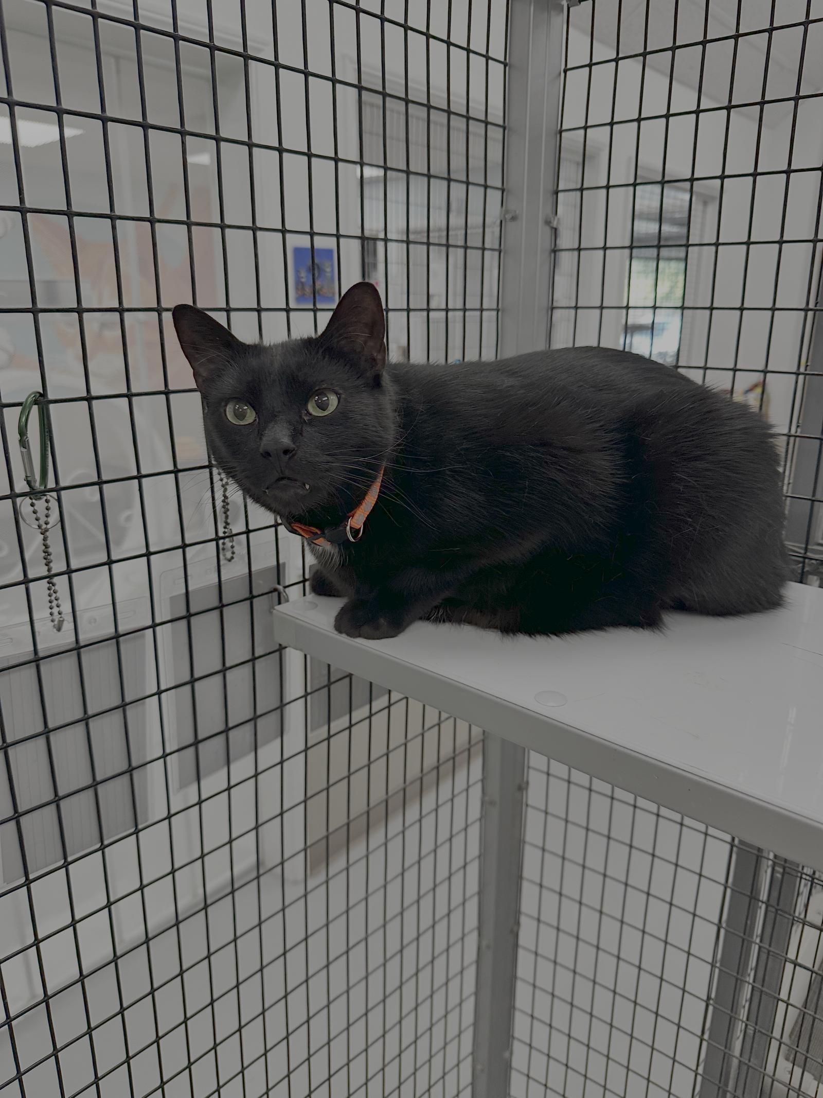 Enlarge Coal & Carbon, a Adoptable Domestic Short Hair in West Hills, CA image 2/2