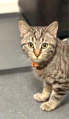 Enlarge Spice, a ADOPTABLE Tabby in New Albany, OH image 2/2