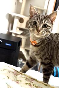 Enlarge Spice, a ADOPTABLE Tabby in New Albany, OH image 1/2