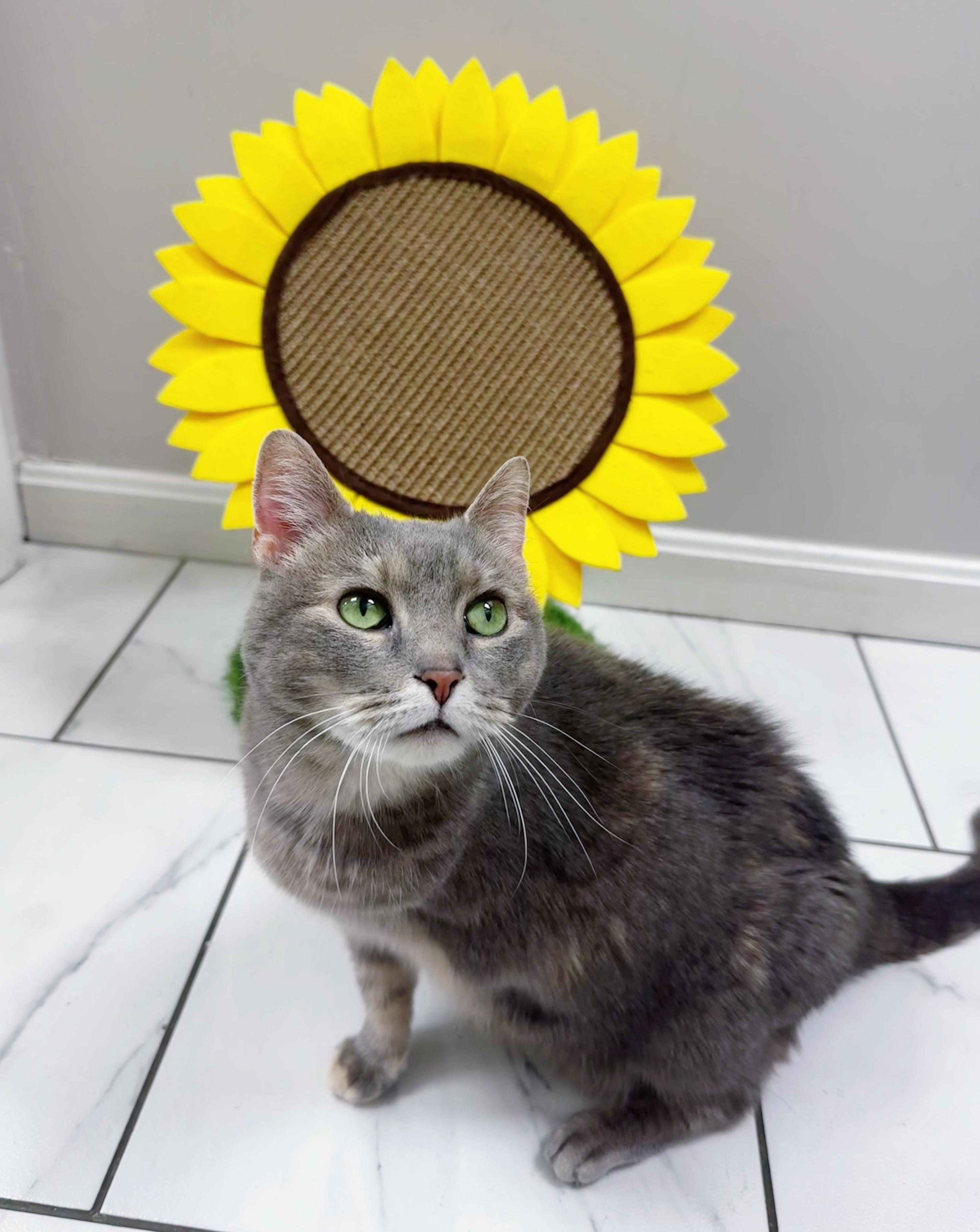 Norma, a Adoptable Domestic Short Hair in Bethel, OH image 2/4