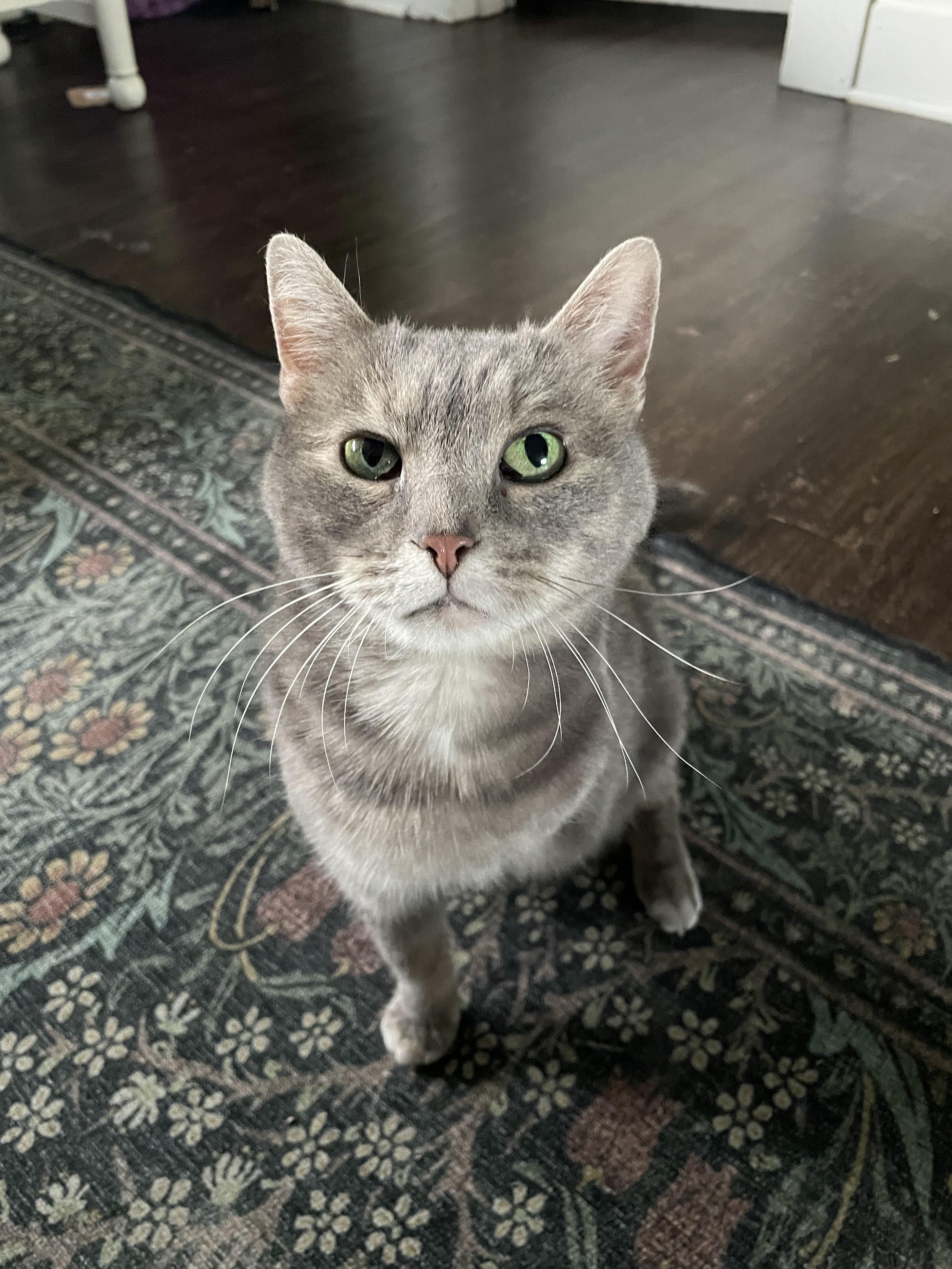 Norma, a Adoptable Domestic Short Hair in Bethel, OH image 4/4